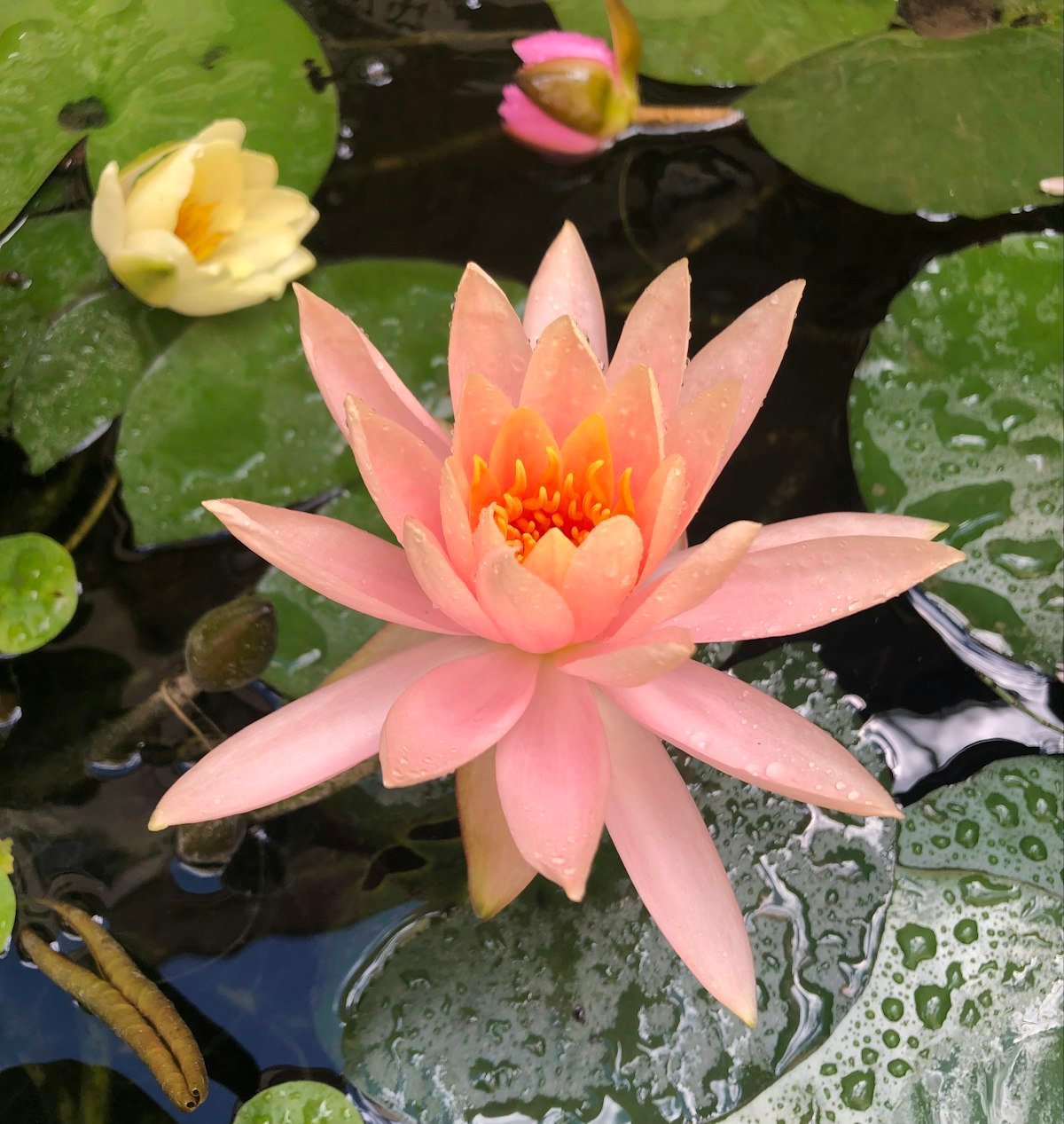 Flor de loto sobre el agua