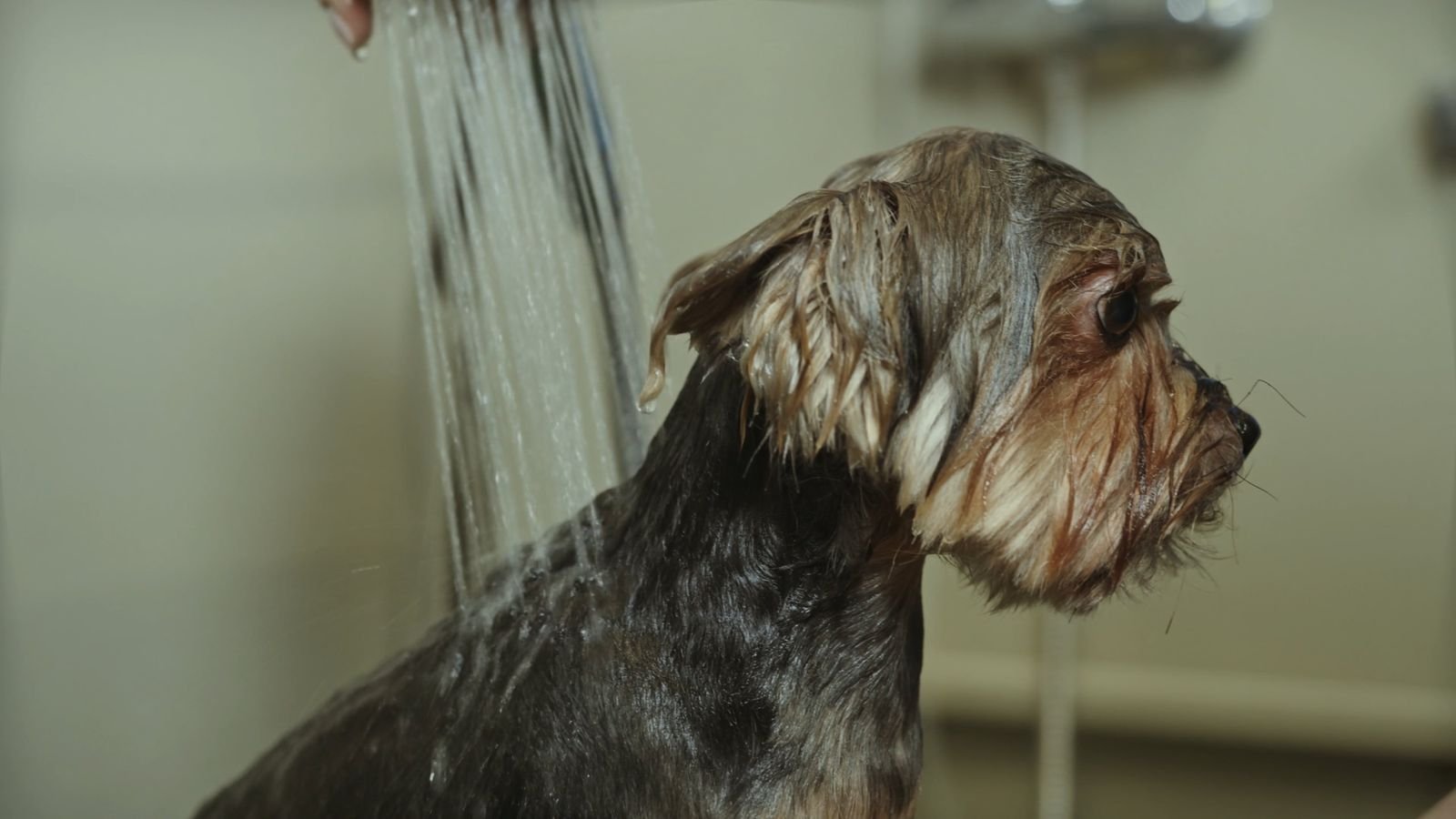 Perro durante el baño en la peluquería