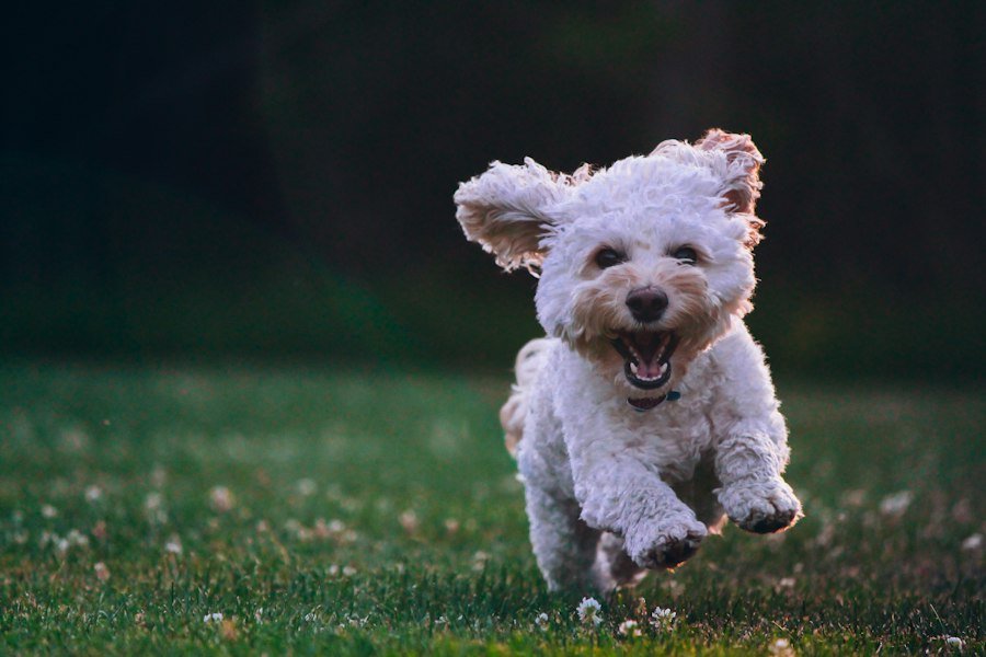 Shih tzu blanco recién arreglado corriendo