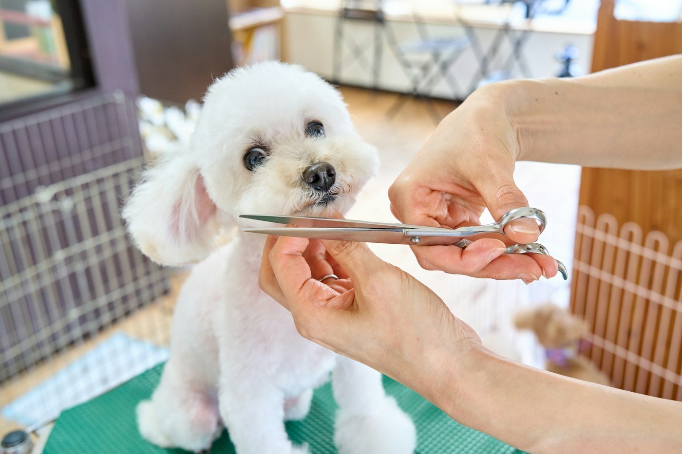 Perro pequeño blanco durante un corte con tijera