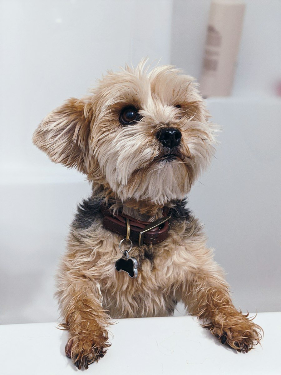 Cachorro de Yorkshire terrier