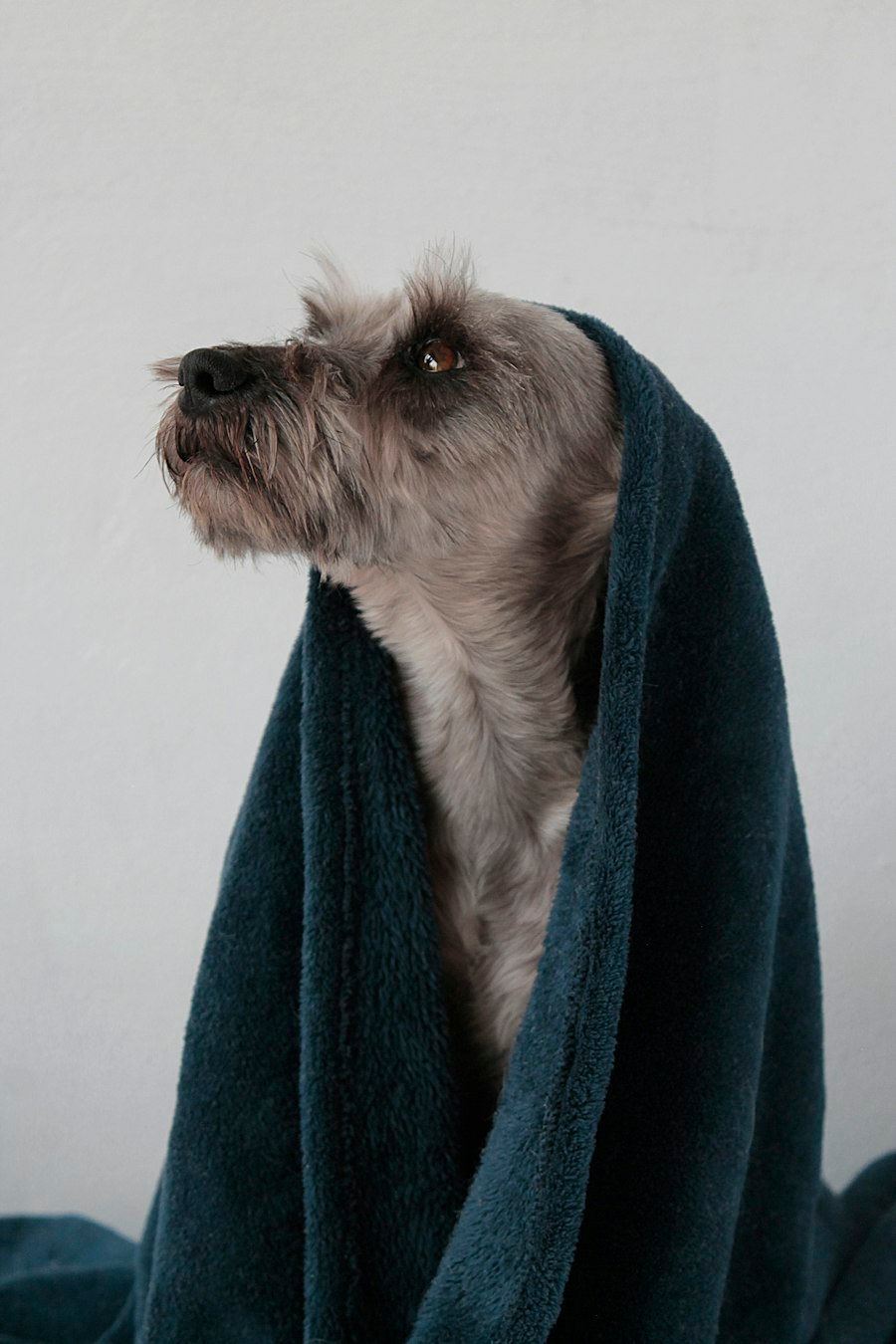 Perro pequeño de pelo largo sobre una toalla azul