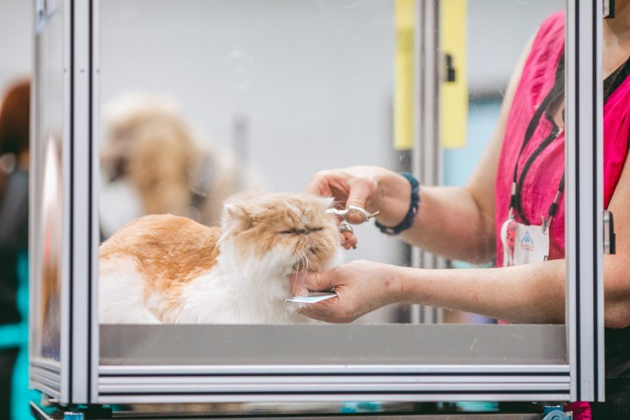 Gato de pelo largo en brazos