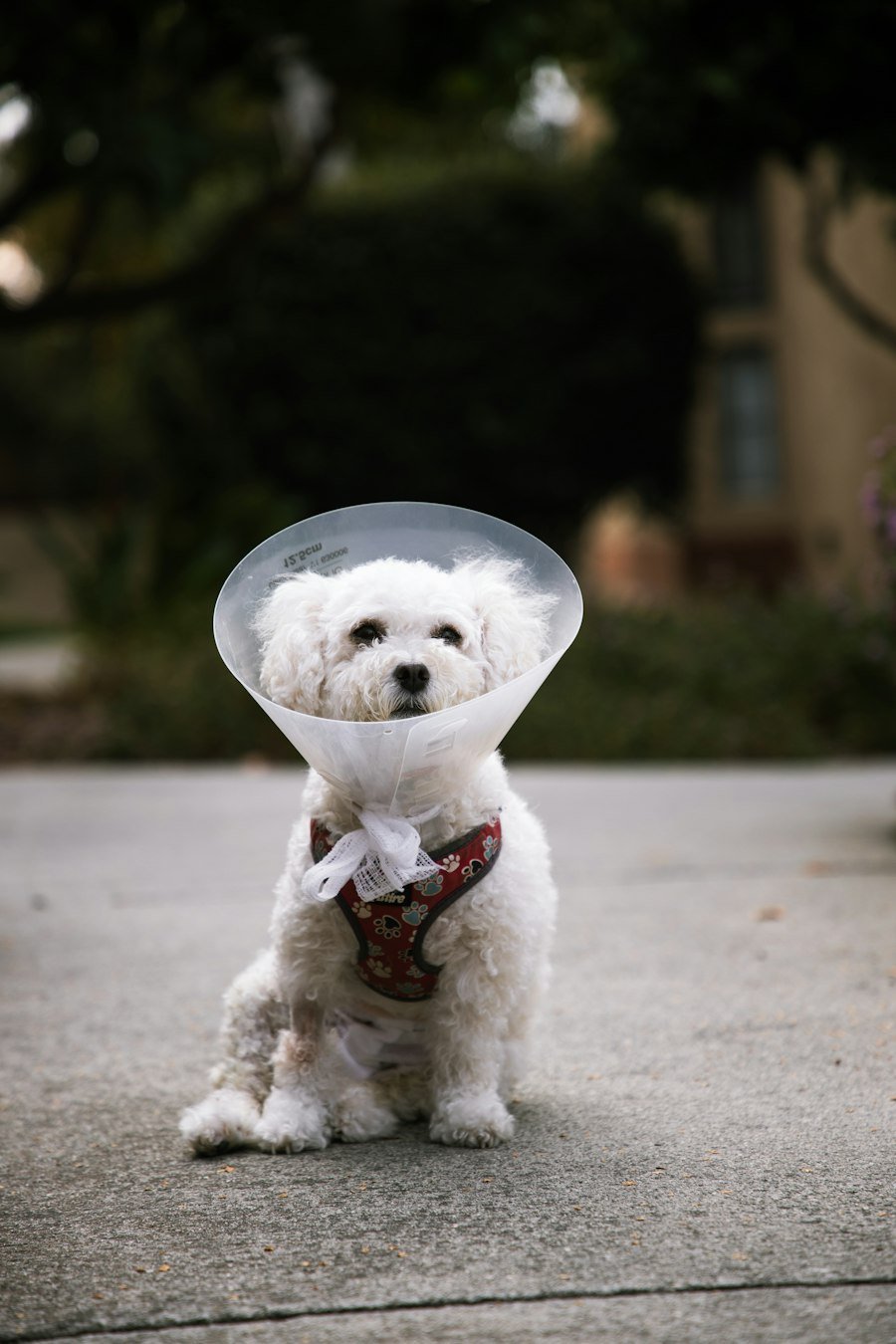 Perro pequeño blanco con pañuelo rojo